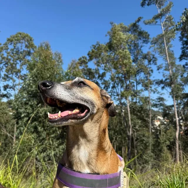 Dra. Kate Monique realizando exame clínico em um pet na consulta veterinária